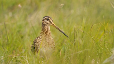 Snipe