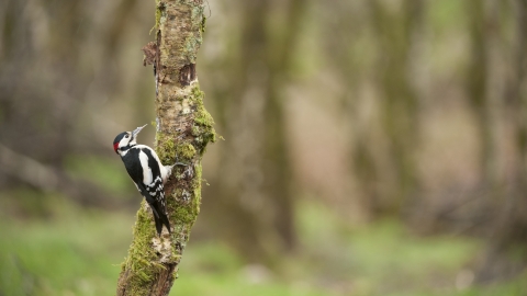 Great spotted woodpecker