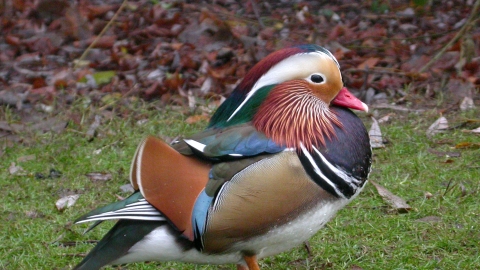 Mandarin Duck (drake)