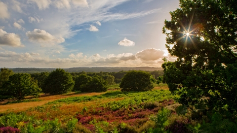 Puttenham Common