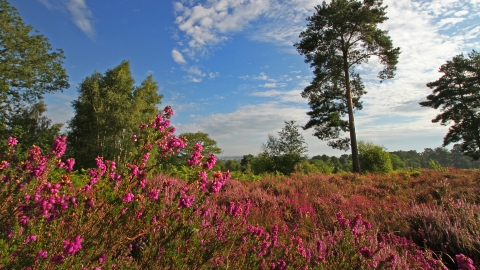 Rodborough Common