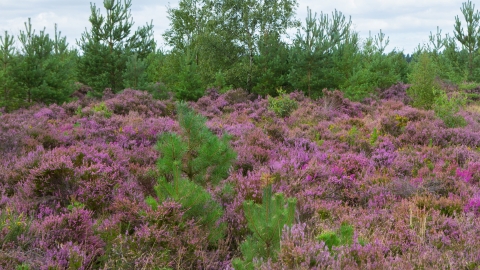 Hankley Common