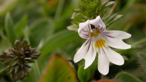 Eyebright