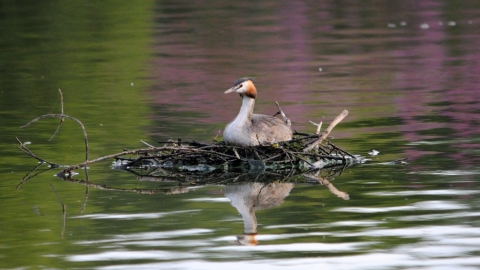 Nesting great crested grebe