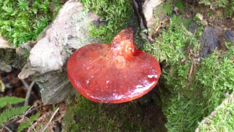 Beefsteak fungi