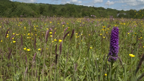 Wildflower meadow
