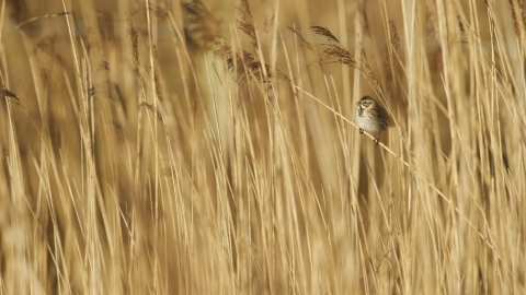 Reed bunting