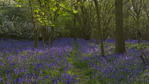 Bluebell wood