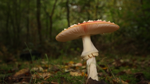 Fly agaric in woodland