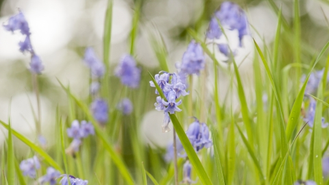 Bluebells