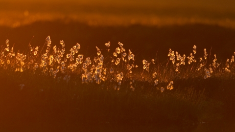 Cotton grass
