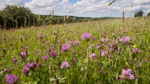 Red clover in wildflower meadow