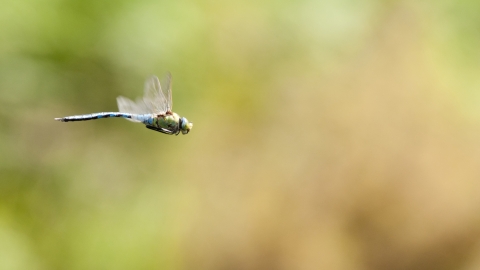 Emperor dragonfly
