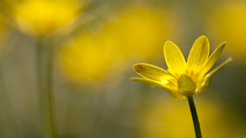 Lesser celandine