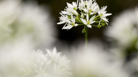 Wild garlic
