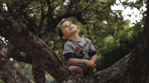 boy in tree looking up