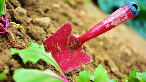 wildlife gardening