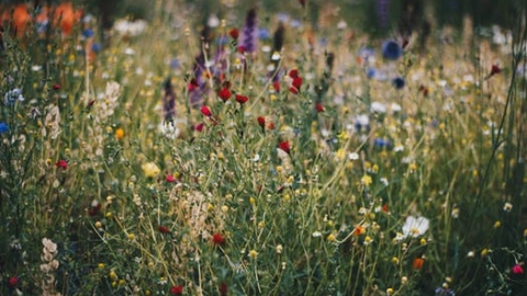 wildflowers - chalk