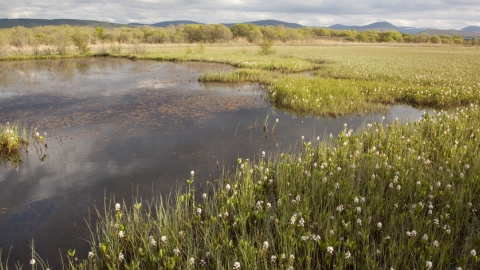 wetland plants - bogbean