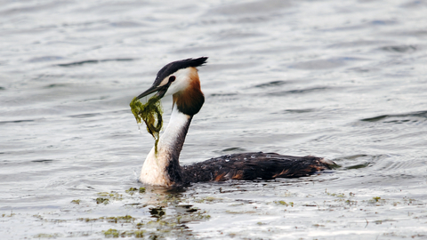 Wetland birds