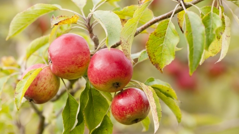 Apple tree pruning