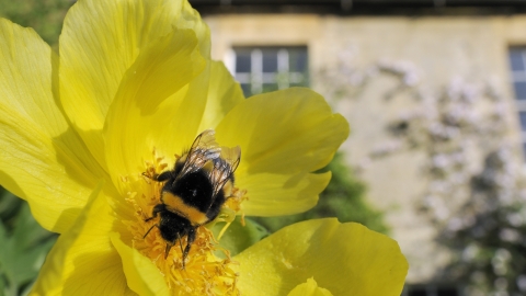 Bumble bee on flower