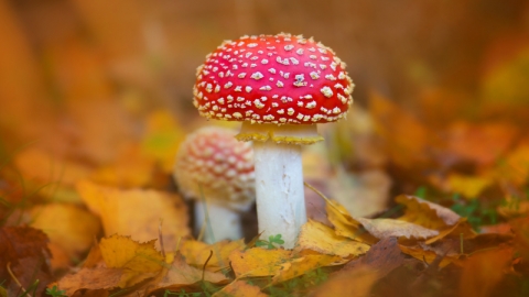 photography: fungi and autumn