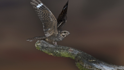 Nightjar