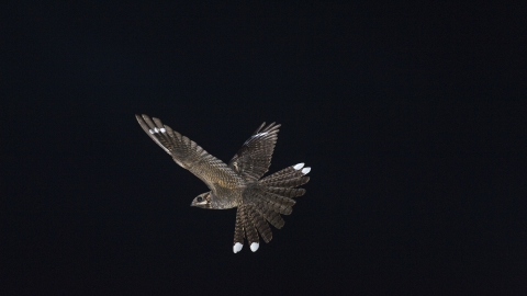 Nightjar in flight