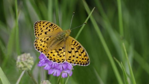 Dark green fritillary