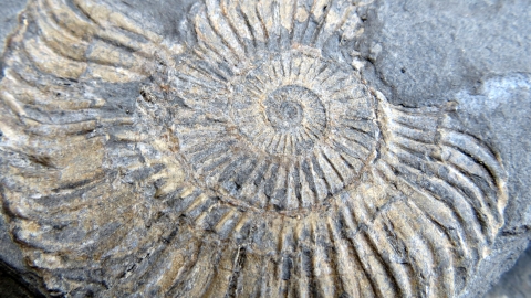 Ammonite