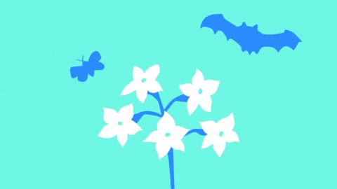 bats and moths illustration
