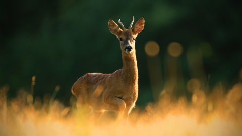 Roe deer