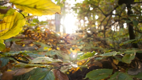 Autumn leaves