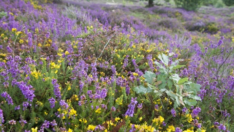 Heathland