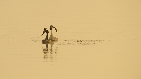 Great crested grebes