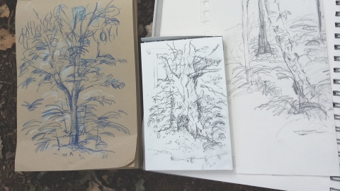 sketching trees