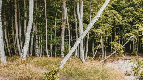 Lantra tree survey