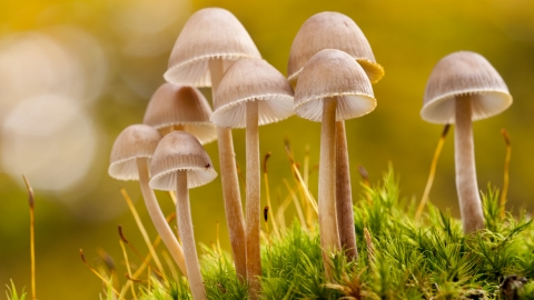 Fungi