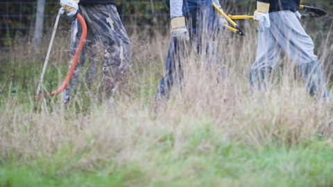 Volunteers clearing scrub