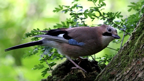 jay
