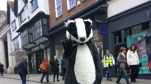 Billy the Badger on Guildford High Street