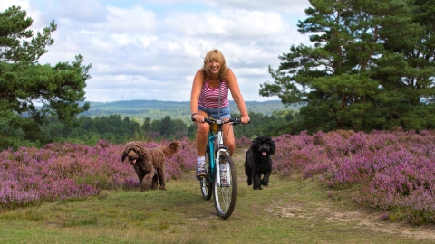Dog walking on heathland