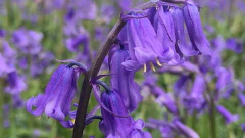 bluebells