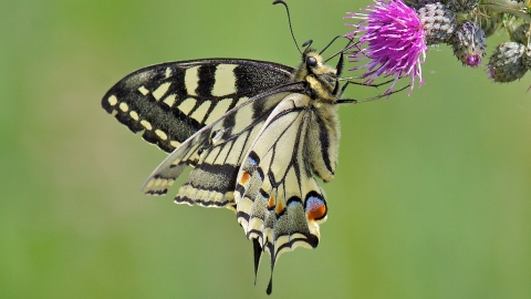 butterflies