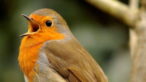 dawn Chorus cropped