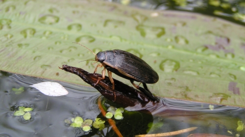 diving beetle