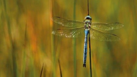 dragonfly