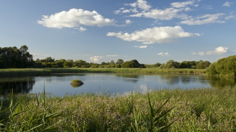 wetlands