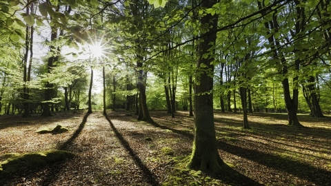 woodland